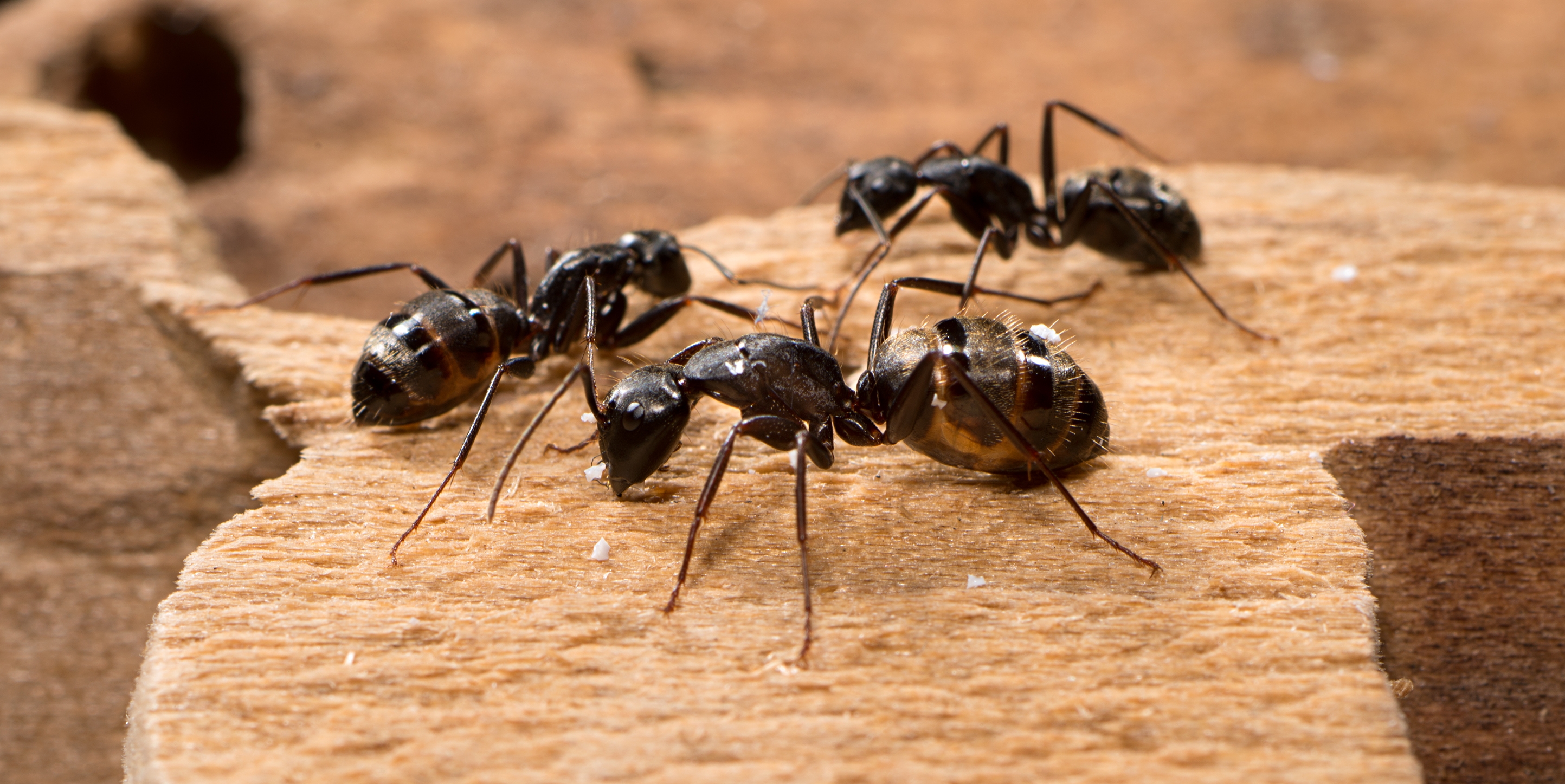 Carpenter Ants Pest Solutions