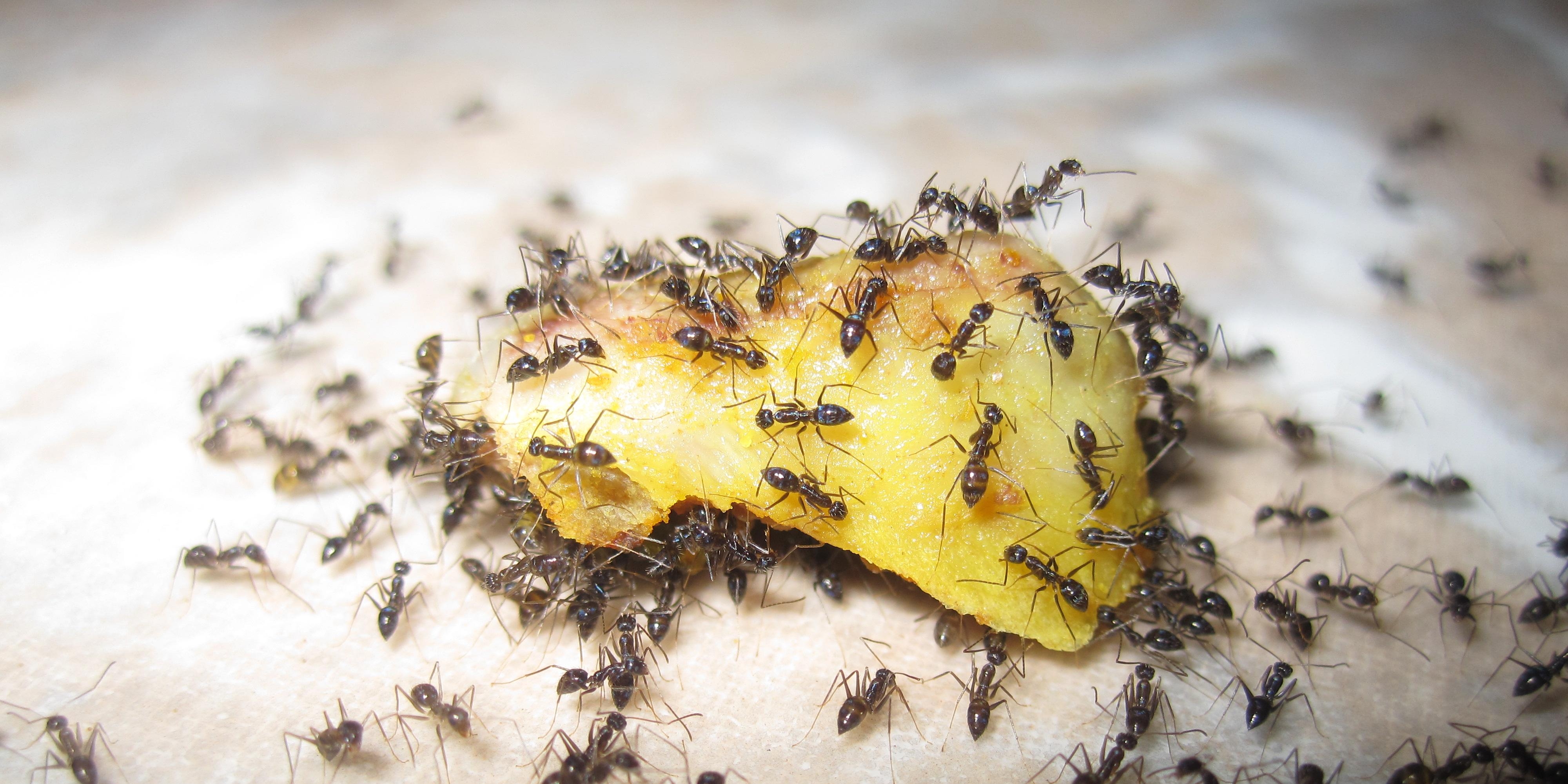Ants Pest Solutions