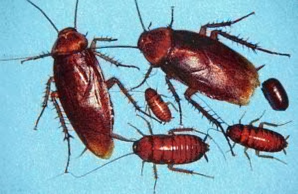 american cockroach pest control