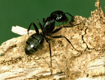 carpenter ant pest control