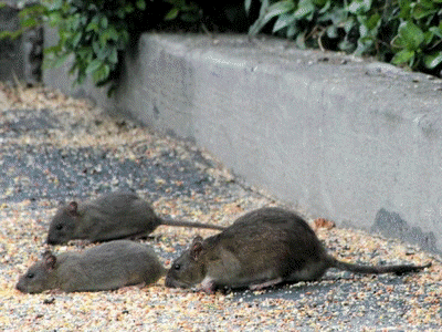 norway rat pest control