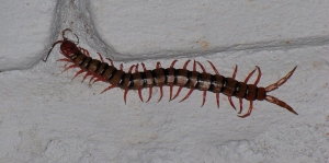 Centipede Pest Solutions