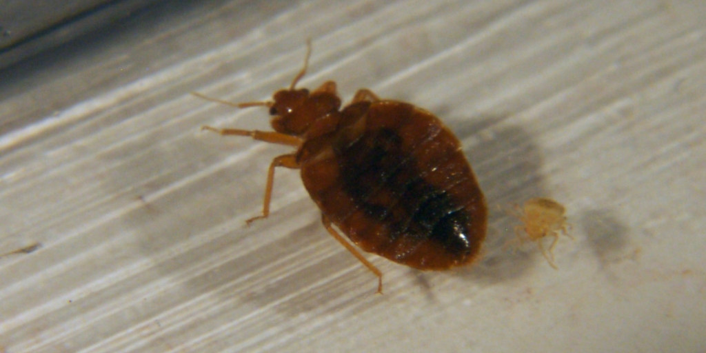 Bed Bugs Pest Control Hole In One Pest Solutions