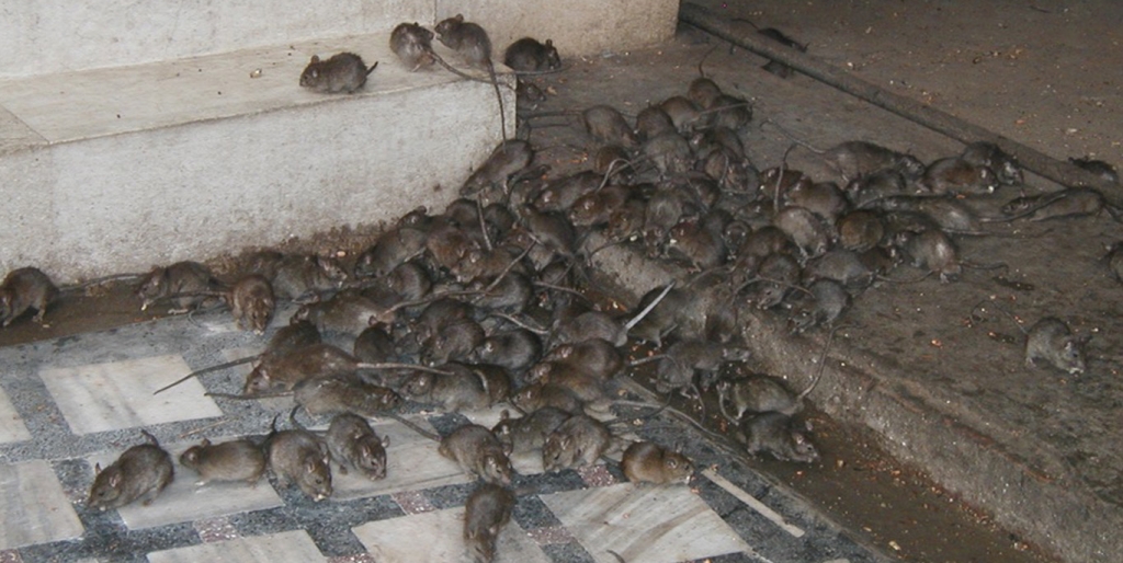 Rats Pest Solutions