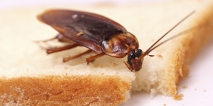 Roaches Pest Control Solution