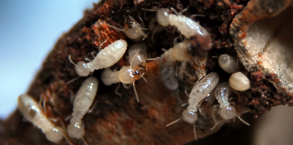 Termite Pest Control Solutions