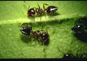 acrobat ants pest control