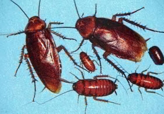 american cockroach pest control