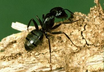 carpenter ant pest control