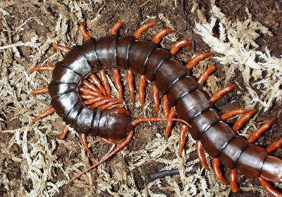 centipede pest control