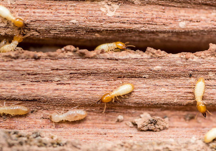 Old and grunge wood board was eating by group of termites