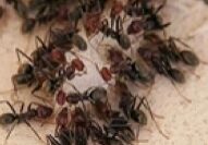 odorous house ant pest control
