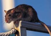 roof rat pest control