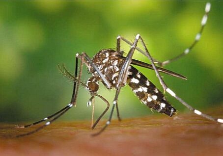 asian tiger mosquito pest control