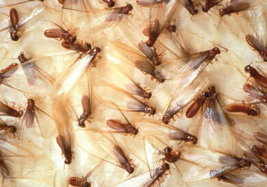 easter subterranean termite pest control