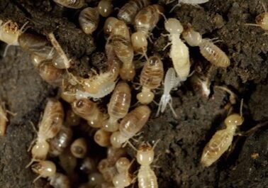 formossan subterranean termite pest control
