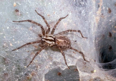 Funnel web spider pest control