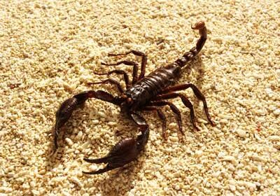 Scorpion pest control